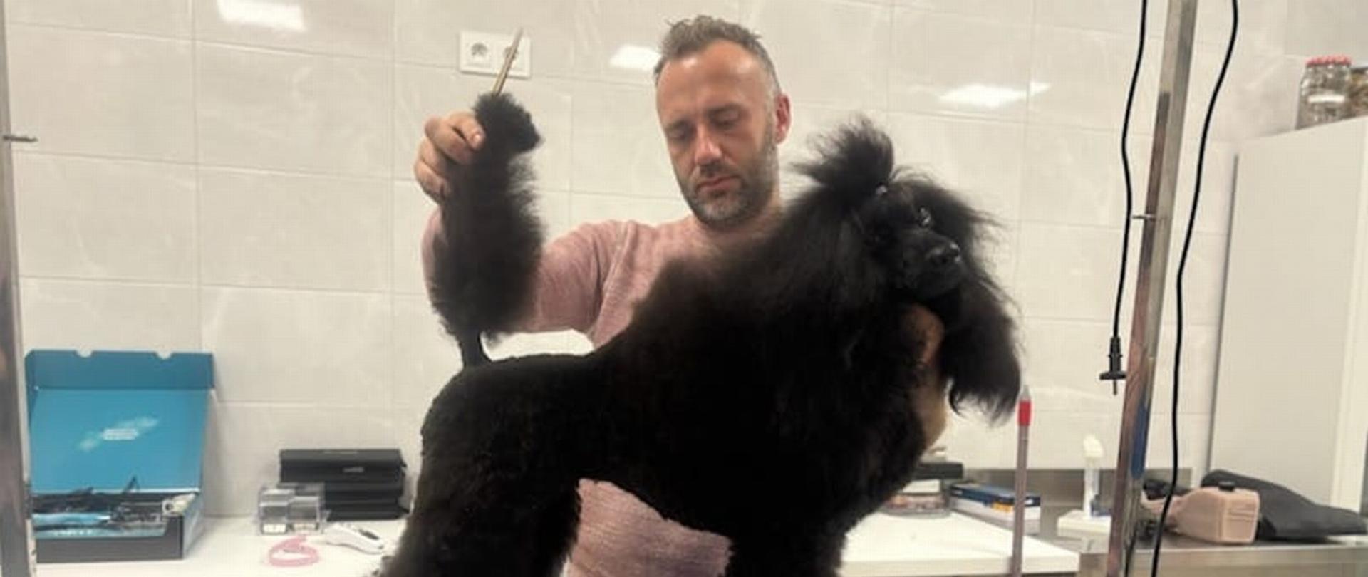 Na stole zabiegowym stoi pies, czarny pudel. Za nim stoi mężczyzna który przeprowadza zabieg pielęgnacyjny - modelowanie i strzyżenie.