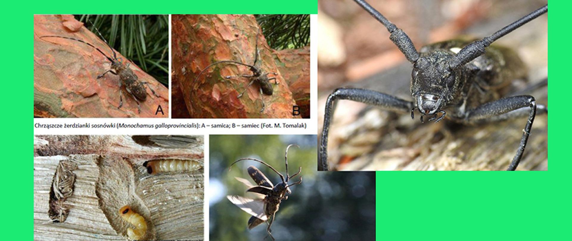 Na zdjęciu widoczne chrząszcze żerdzianki sosnówki w różnych ujęciach