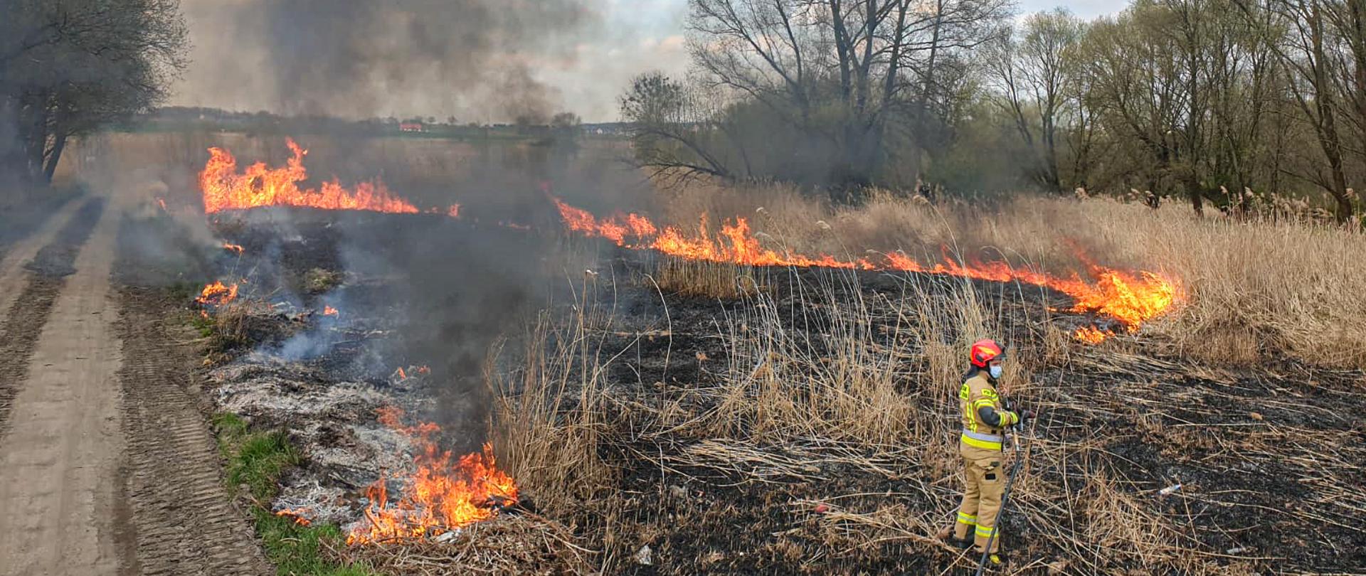 Na zdjęciu znajduje się sucha trawa, która objęta jest ogniem. Przed ogniem znajduje się strażak trzymający linię szybkiego natarcia. W tle znajdują się drzewa.