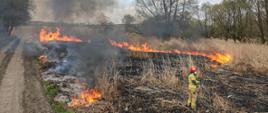 Na zdjęciu znajduje się sucha trawa, która objęta jest ogniem. Przed ogniem znajduje się strażak trzymający linię szybkiego natarcia. W tle znajdują się drzewa.