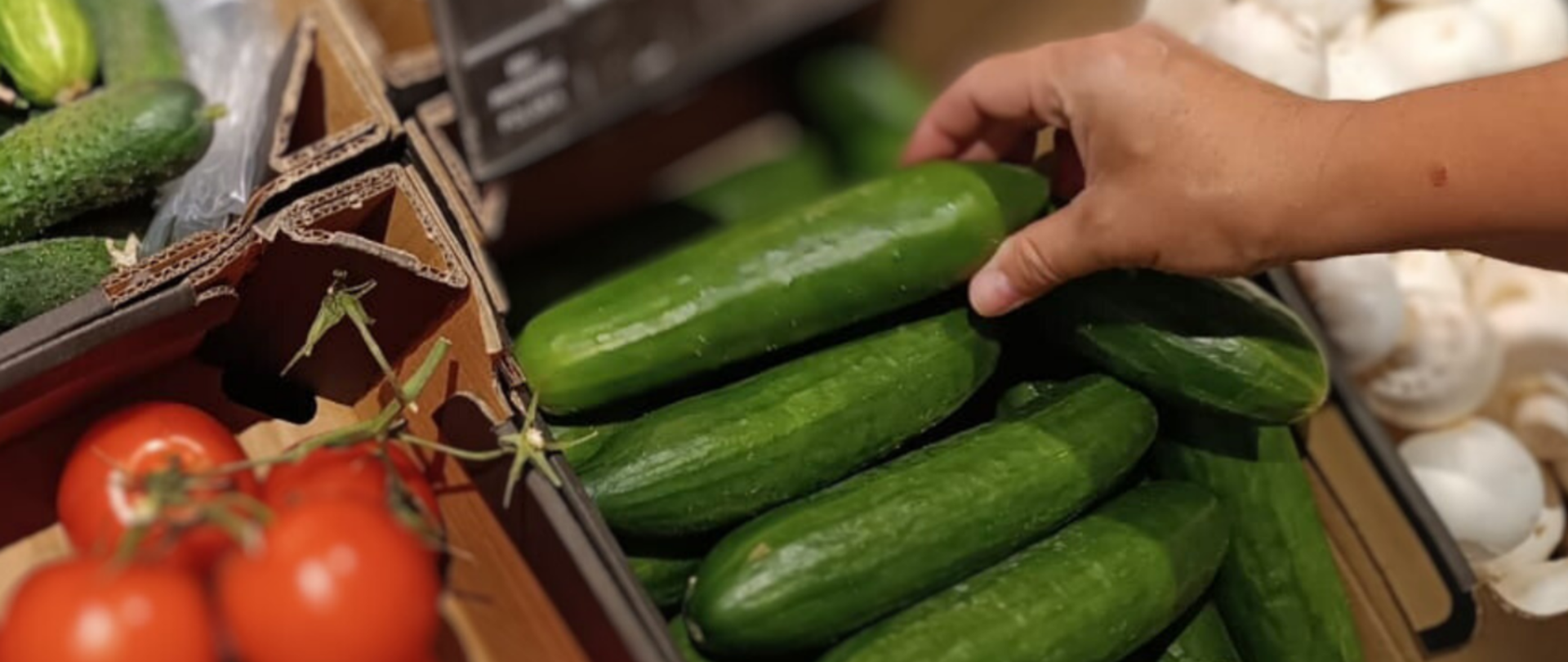 baner ogórki pomidory