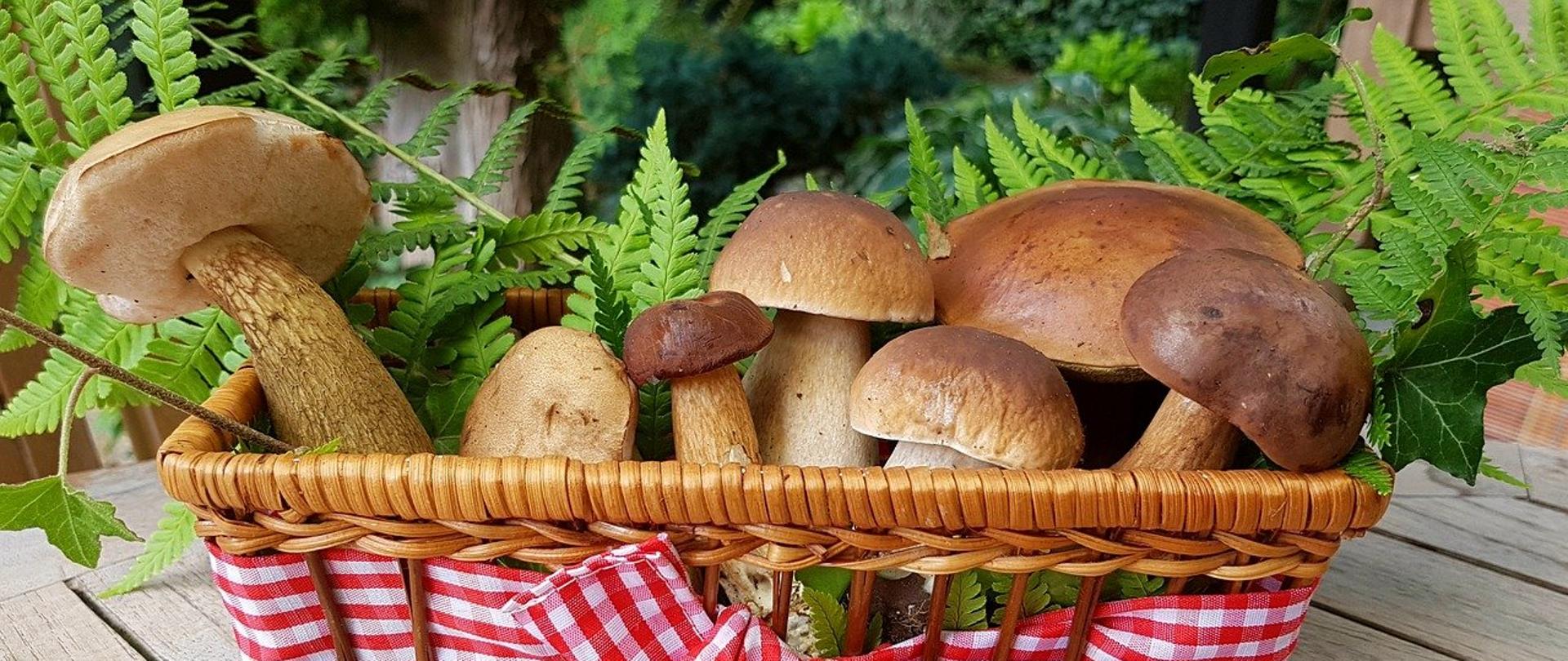 Koszyk z grzybami