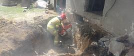Działania ratownicze przy wydobywaniu konia z piwnicy
