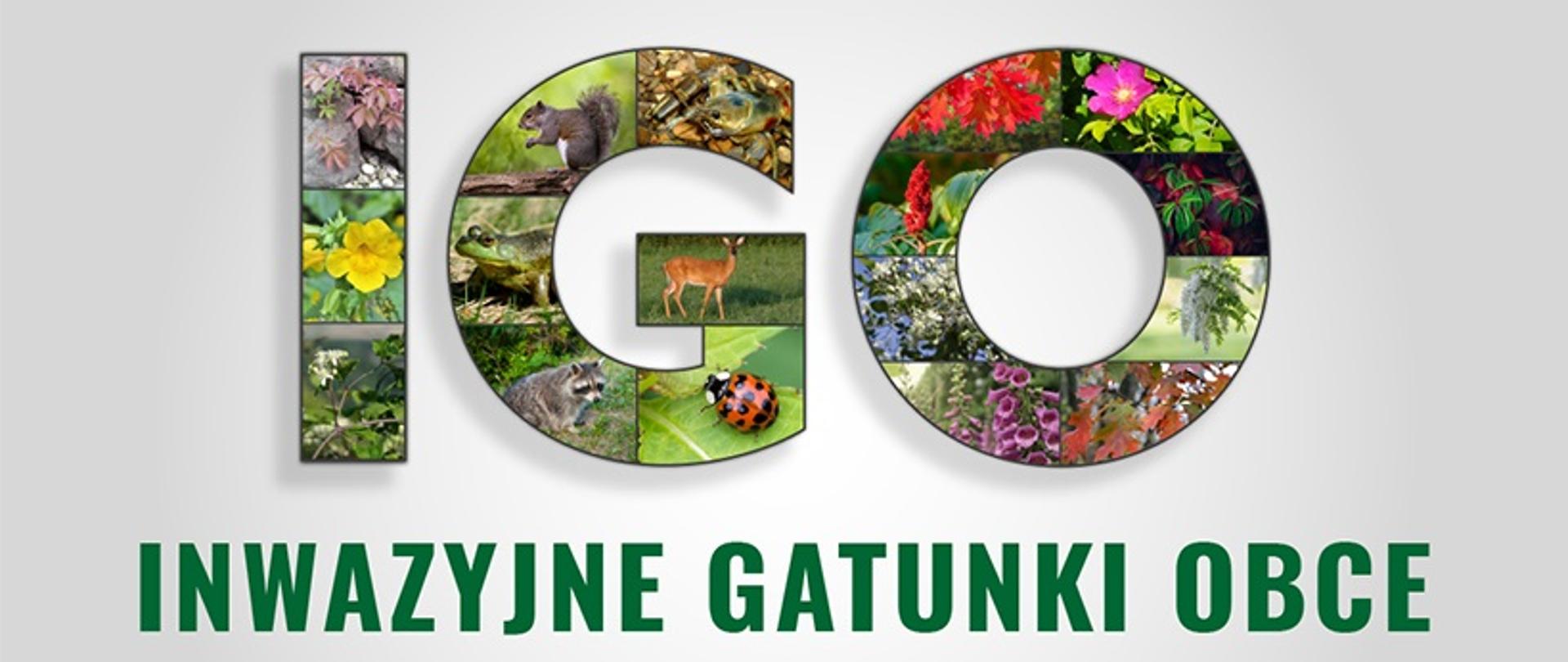 Na środku planszy napis IGO ułożony z kolorowych zdjęć roślin i zwierząt.
Pod spodem zielony, rozwinięty skrót: Inwazyjne Gatunki Obce. 