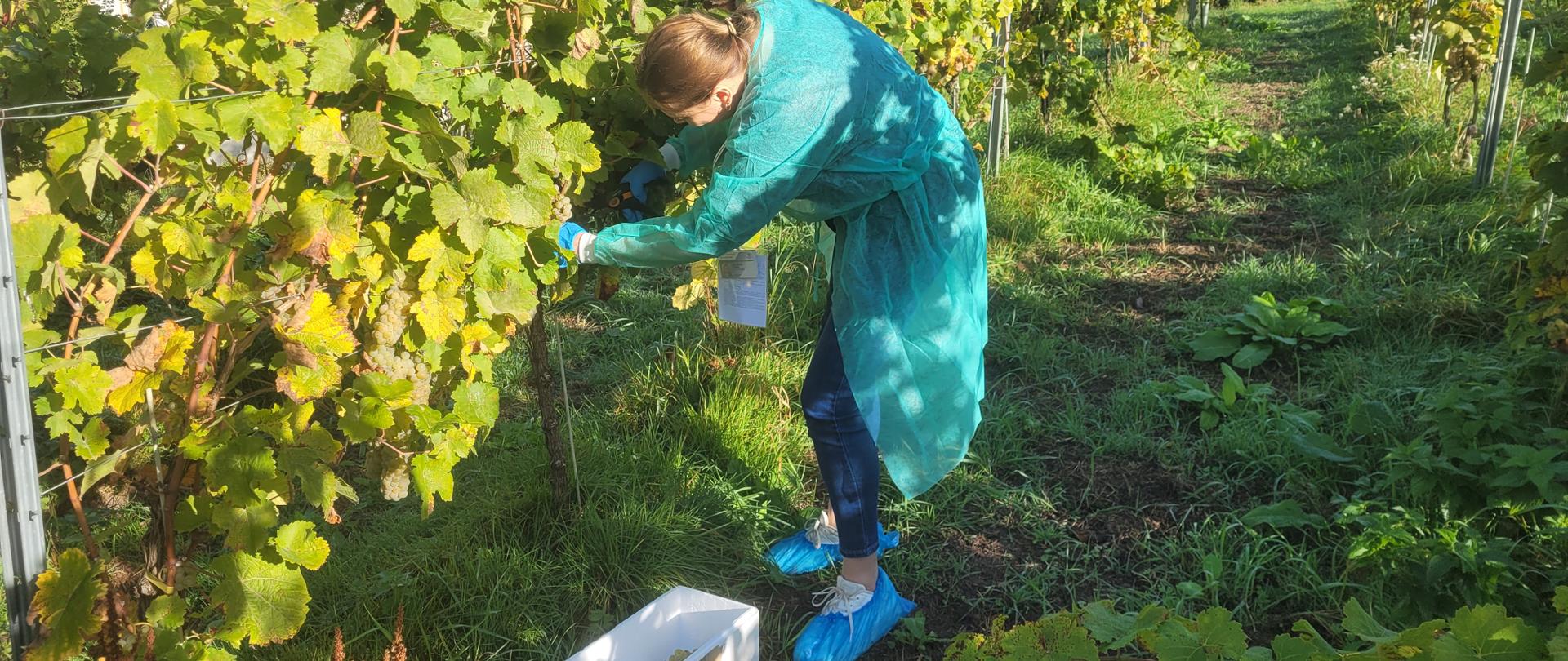 Na plantacji winorośli schylony inspektor w jednorazowym fartuchu ucina grona, które umieszcza w pojemniku