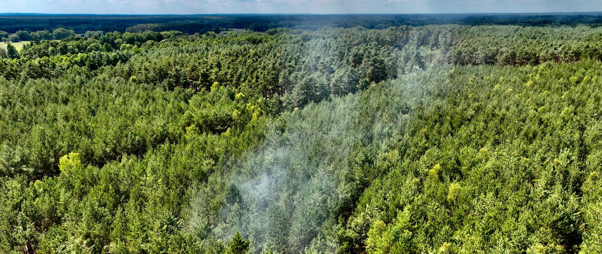 Pożar poszycia leśnego koło Sułowa 