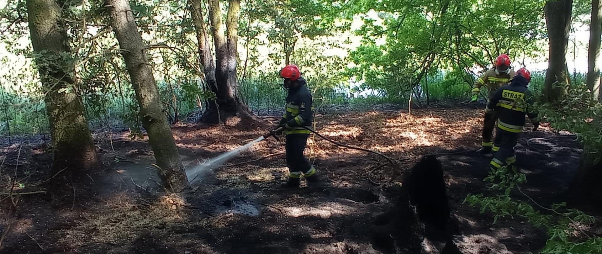 Zdjęcie przedstawia strażaków gaszących pożar lasów