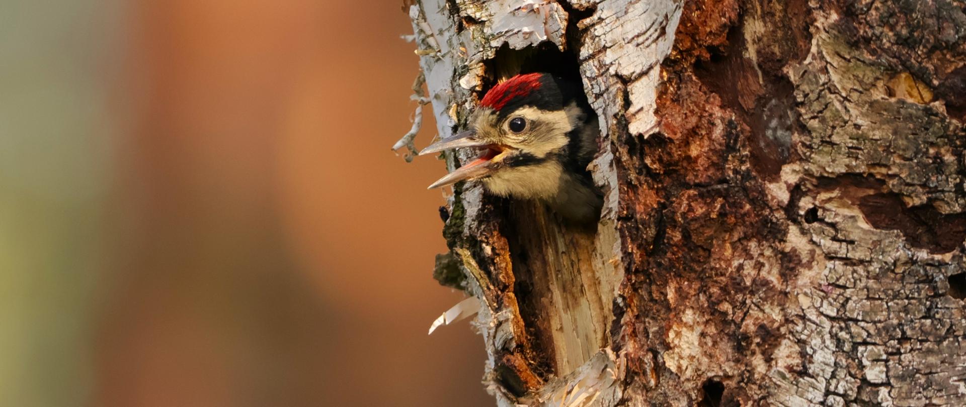 Dzięcioł duży, fot. Dawid Bryliński RDOŚ w Bydgoszczy