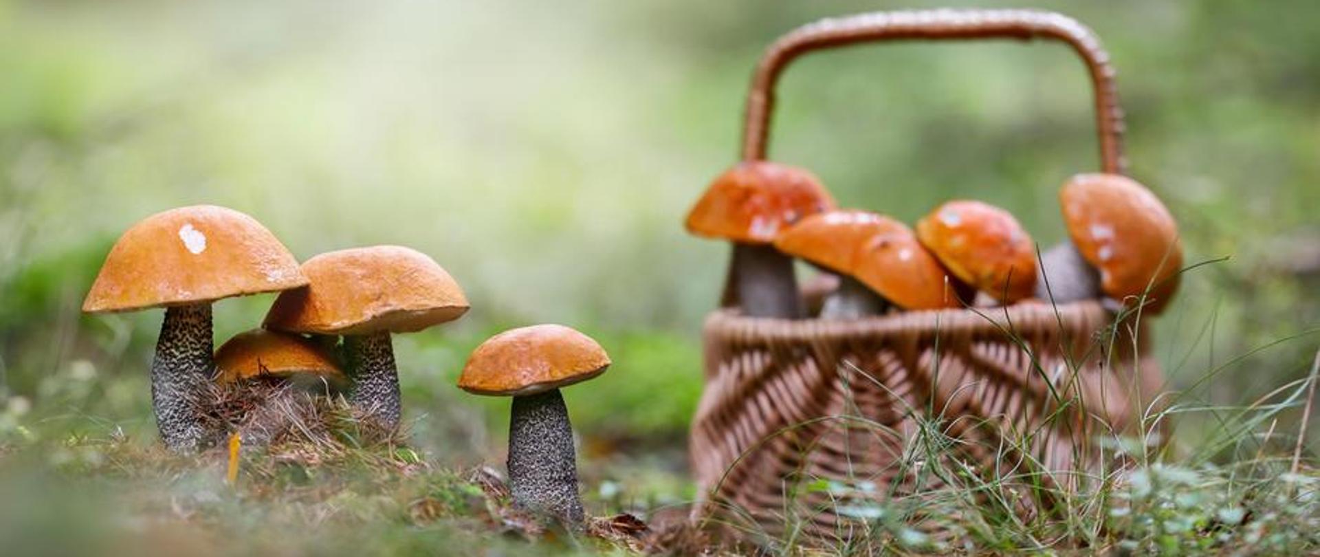 Zdjęcie, na którym w centralnej części widoczne są na zielonym tle w postaci ściółki leśnej rosnące grzyby, obok których ustawiony jest kosz pełen grzybów