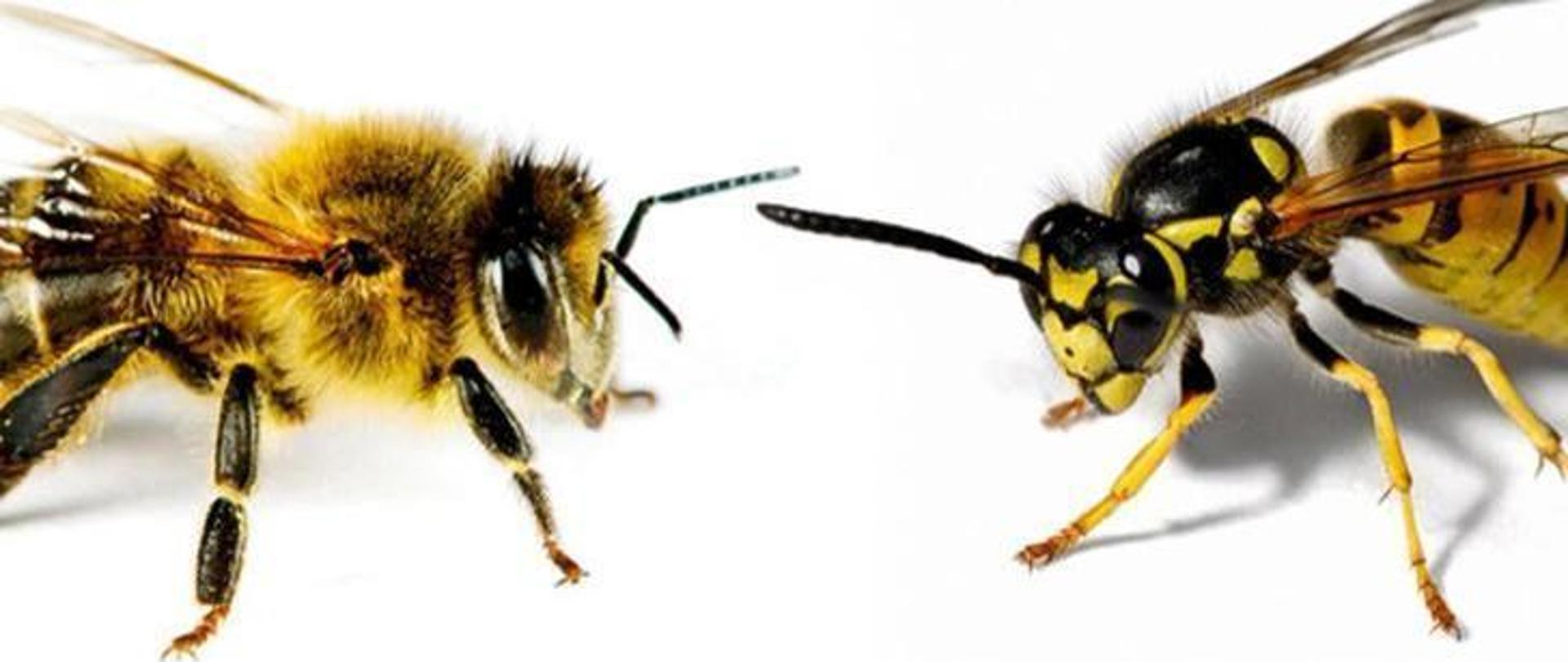 Owady błonkoskrzydłe