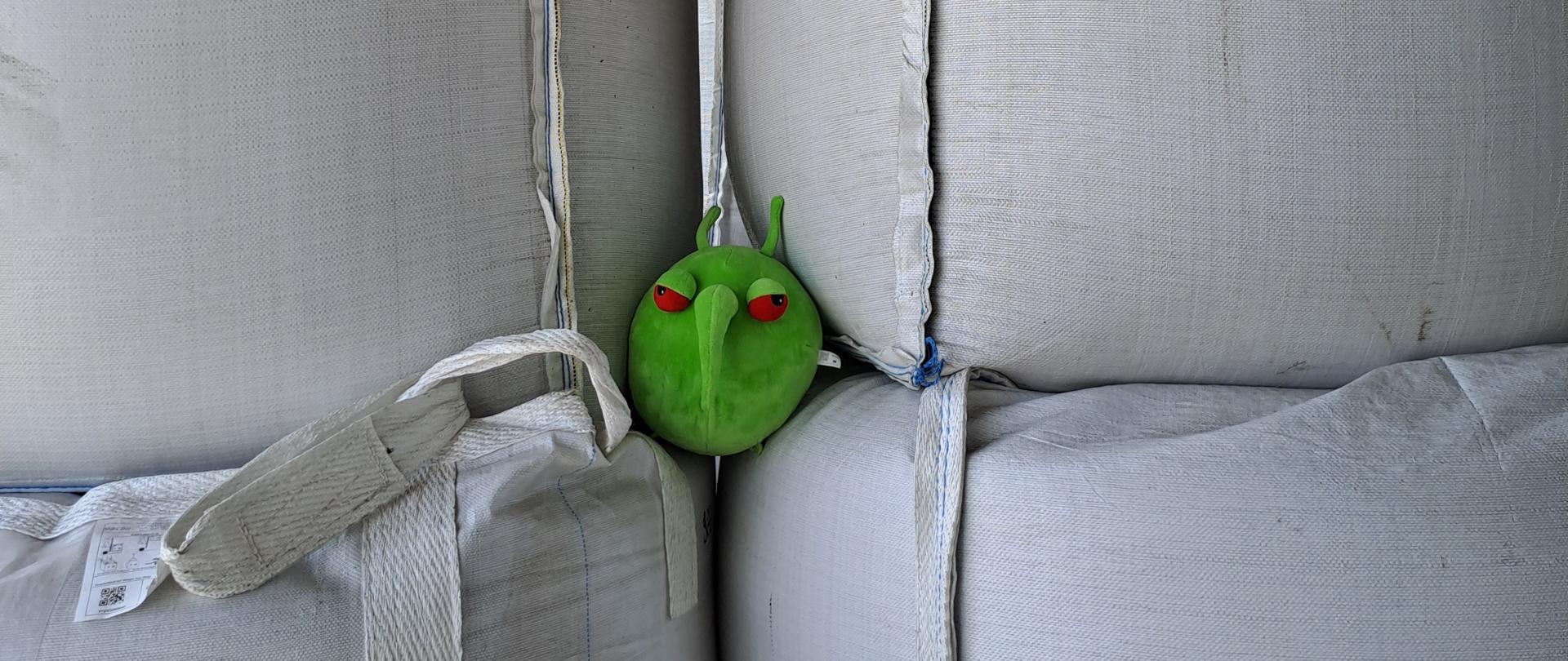 Pesty w trakcie pobierania prób materiału siewnego