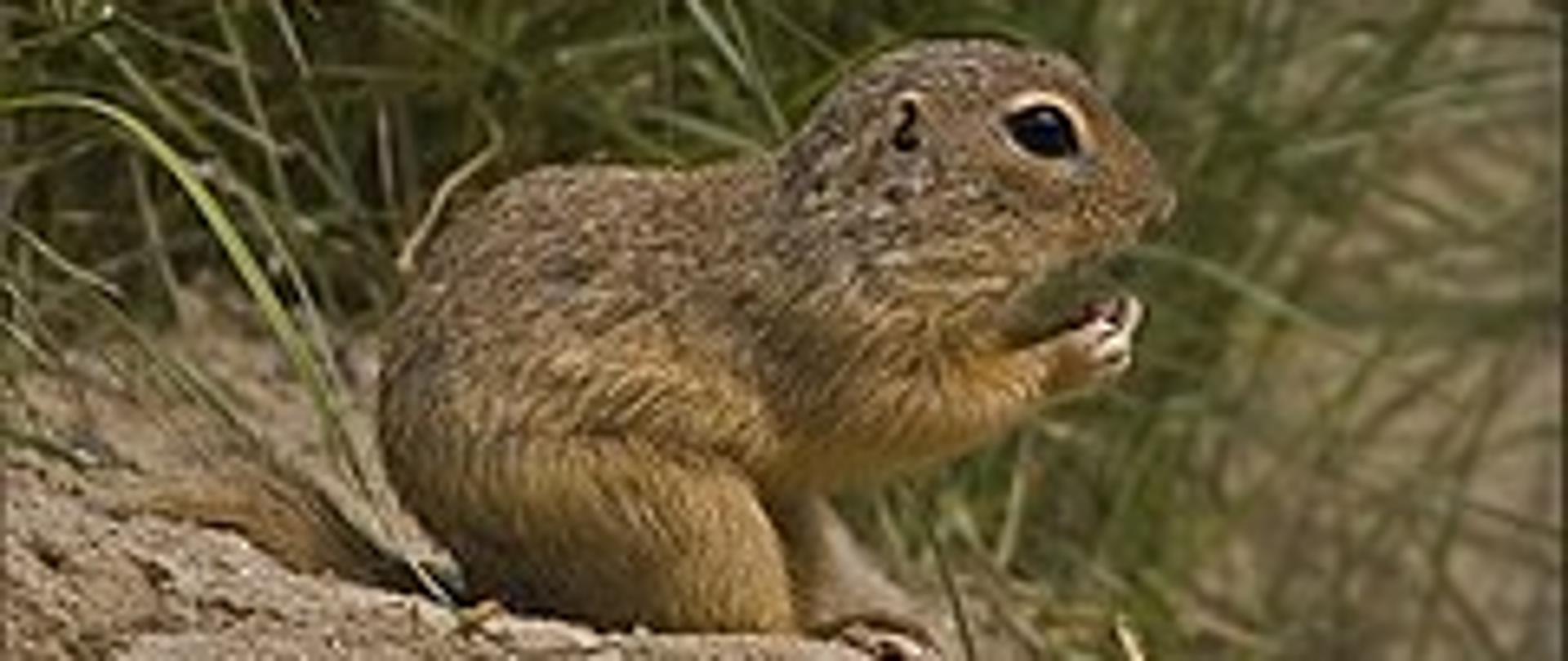 Mały zwierzak futerkowy siedzi na kamieniu, za nim widać źdźbła trawy.