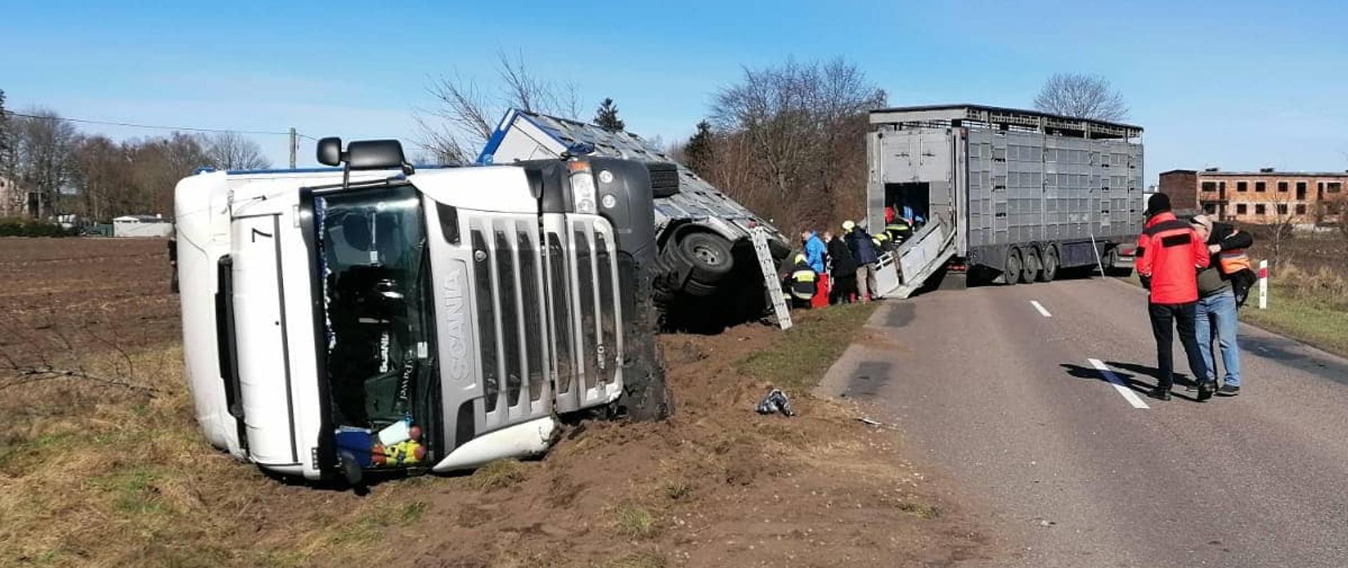 Zdjęcie przedstawia przewrócony samochód ciężarowy przewożący żywe zwierzęta do rowu. Obok auta znajdują się strażacy oraz dwóch innych mężczyzn.