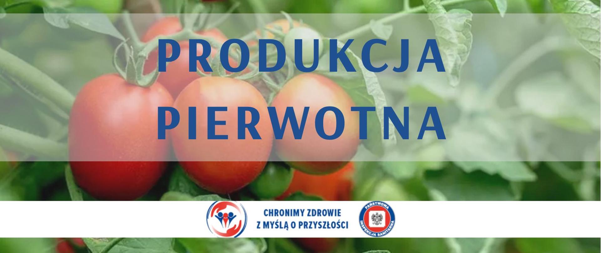 Produkcja pierwotna 