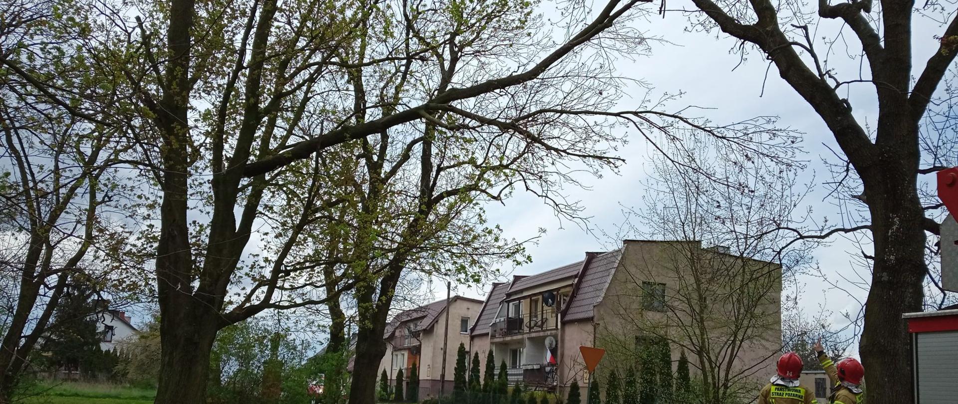 Strażacy wskazujący palcem nadłamany konar na wysokości około 8 m nad drogą prowadzącą do budynków mieszkalnych
