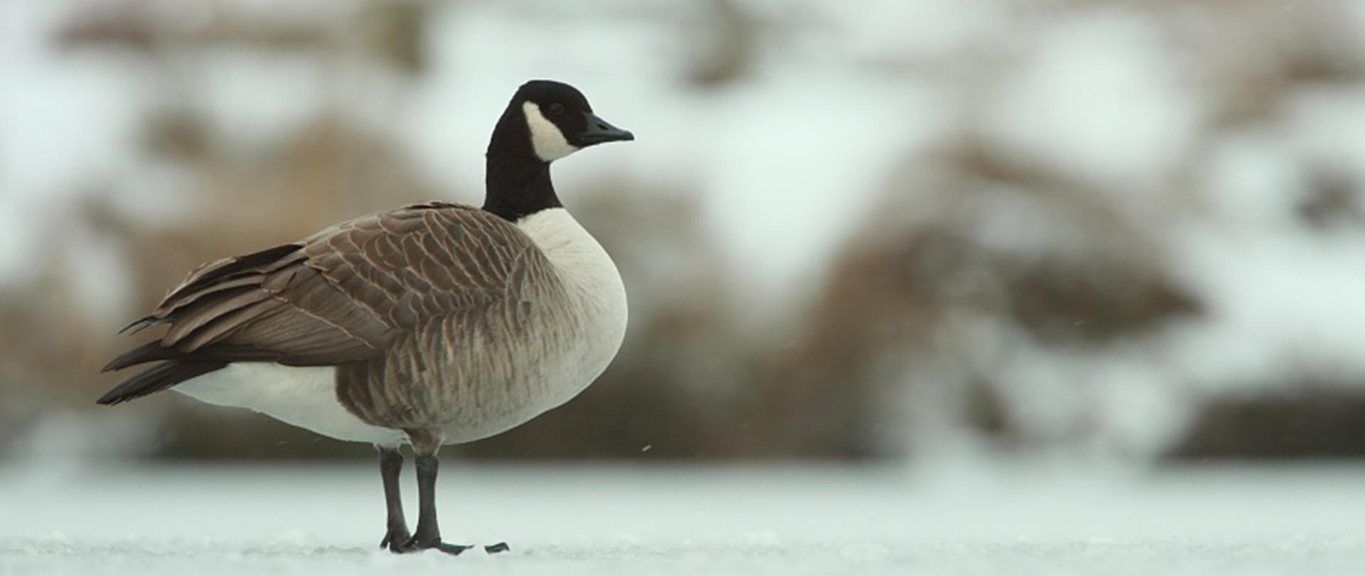 Na zdjęciu bernikla kanadyjska o upierzeniu w trzech kolorach: białym, czarnym i jasnobrązowym. W tle śnieg.