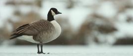 Na zdjęciu bernikla kanadyjska o upierzeniu w trzech kolorach: białym, czarnym i jasnobrązowym. W tle śnieg.