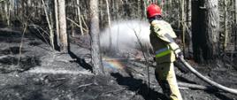 Pomiędzy drzewami na wypalonej czarnej ściółce strażak w żółtym ubraniu podaje prąd wody.