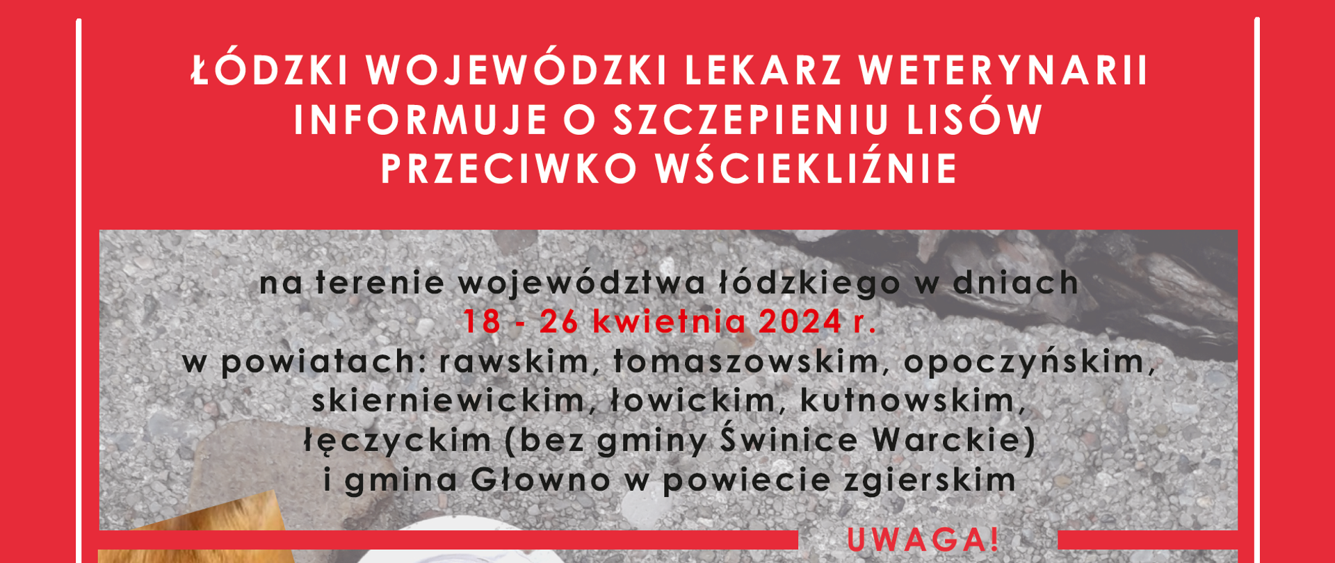 Informacja o szczepieniu lisów przeciwko wściekliźnie