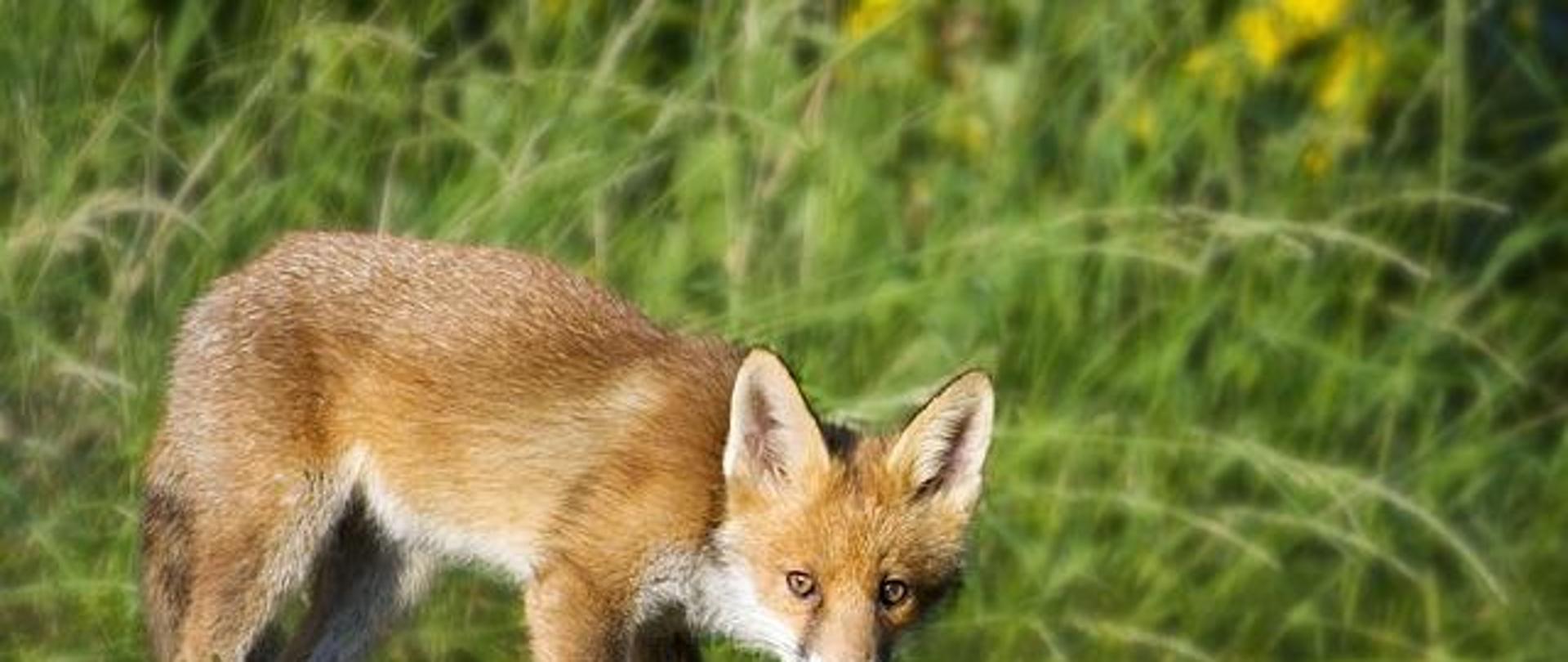 Komunikat Małopolskiego Lekarza Weterynarii