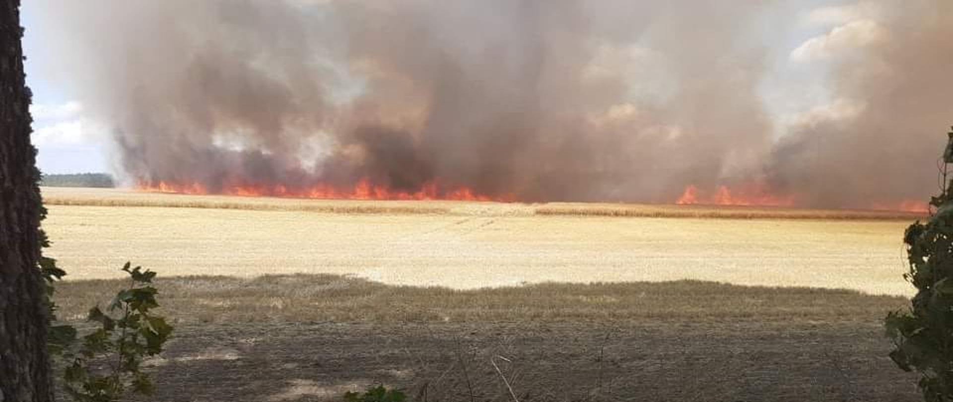 pożar zboża w Gockowie