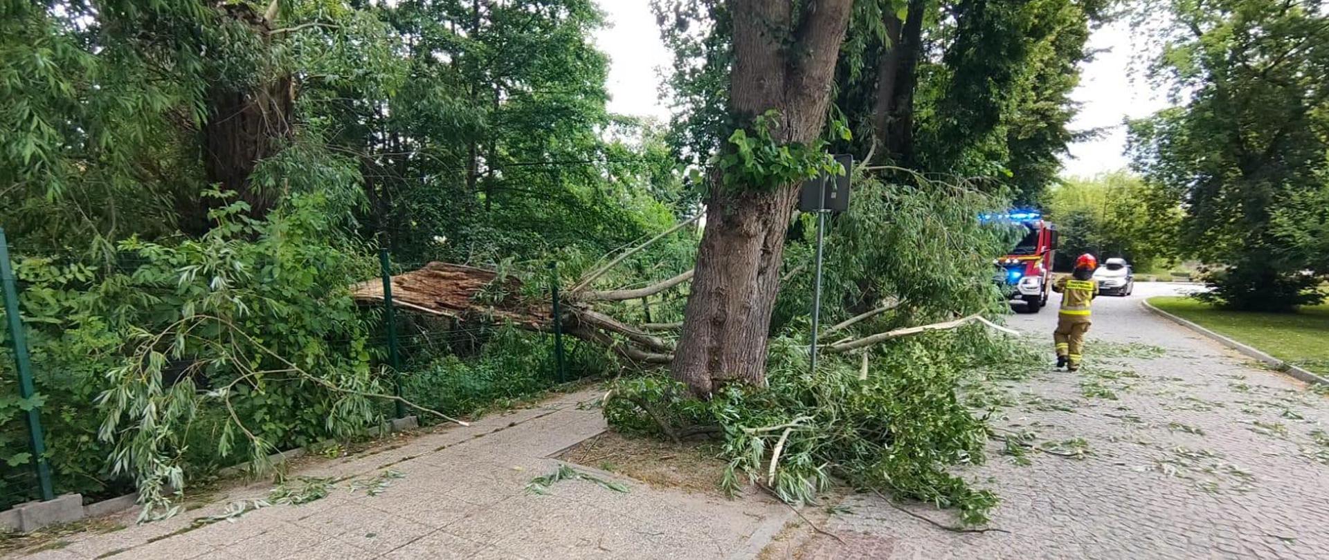 Na zdjęciu z lewej strony złamany konar drzewa na chodniku. W oddali na drodze samochód straży pożarnej i strażak.