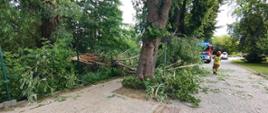 Na zdjęciu z lewej strony złamany konar drzewa na chodniku. W oddali na drodze samochód straży pożarnej i strażak.