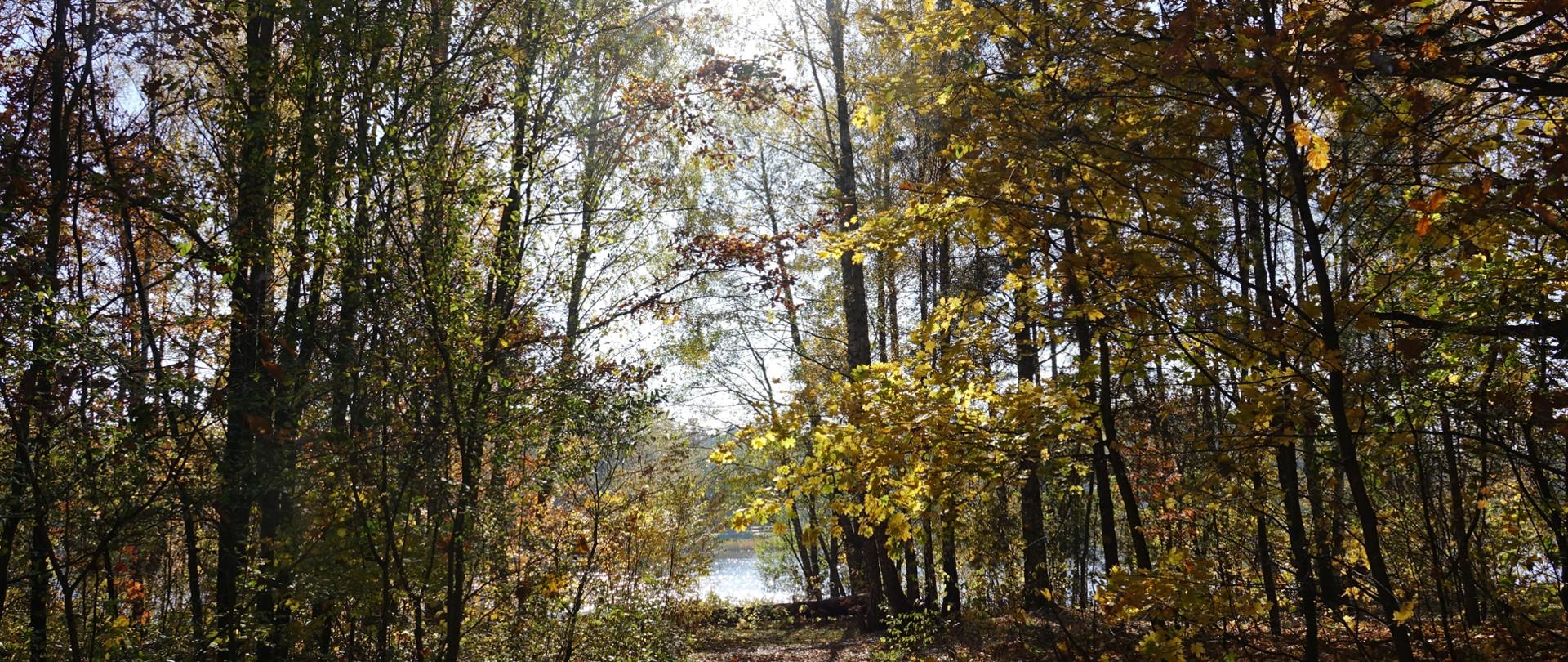 Oświetlona promieniami słońca ścieżka w lesie, na jej końcu zbiornik wodny