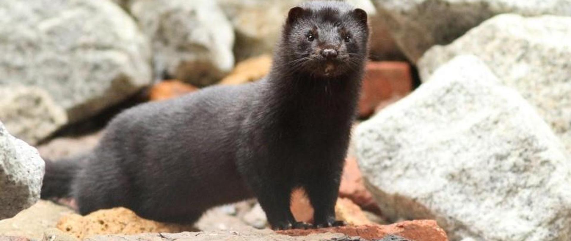 Konsultacje społeczne dotyczące poszerzenia unijnej listy inwazyjnych gatunków obcych