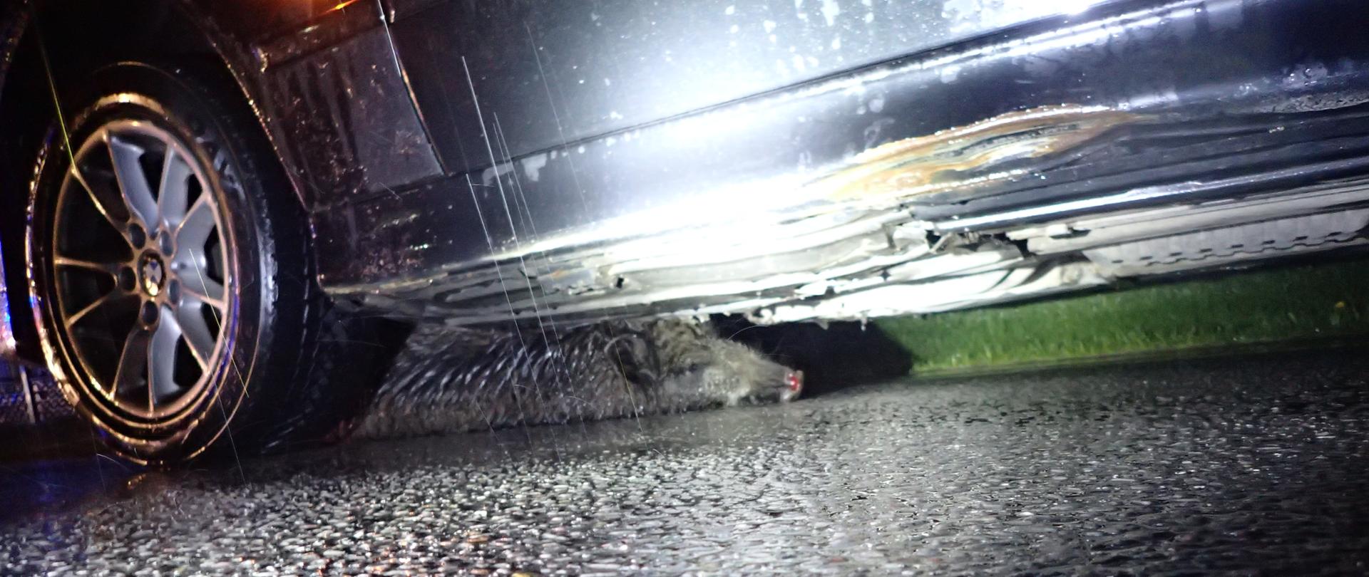 Dziki zablokowany pod samochodem