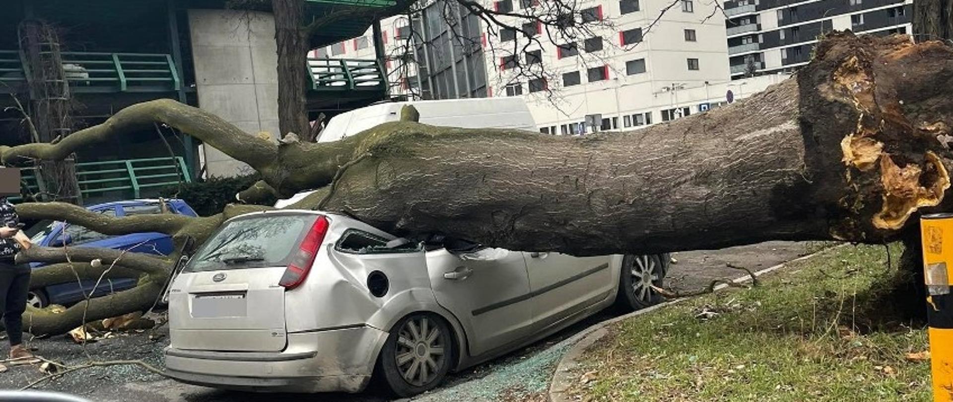 Samochód przygnieciony przez drzewo