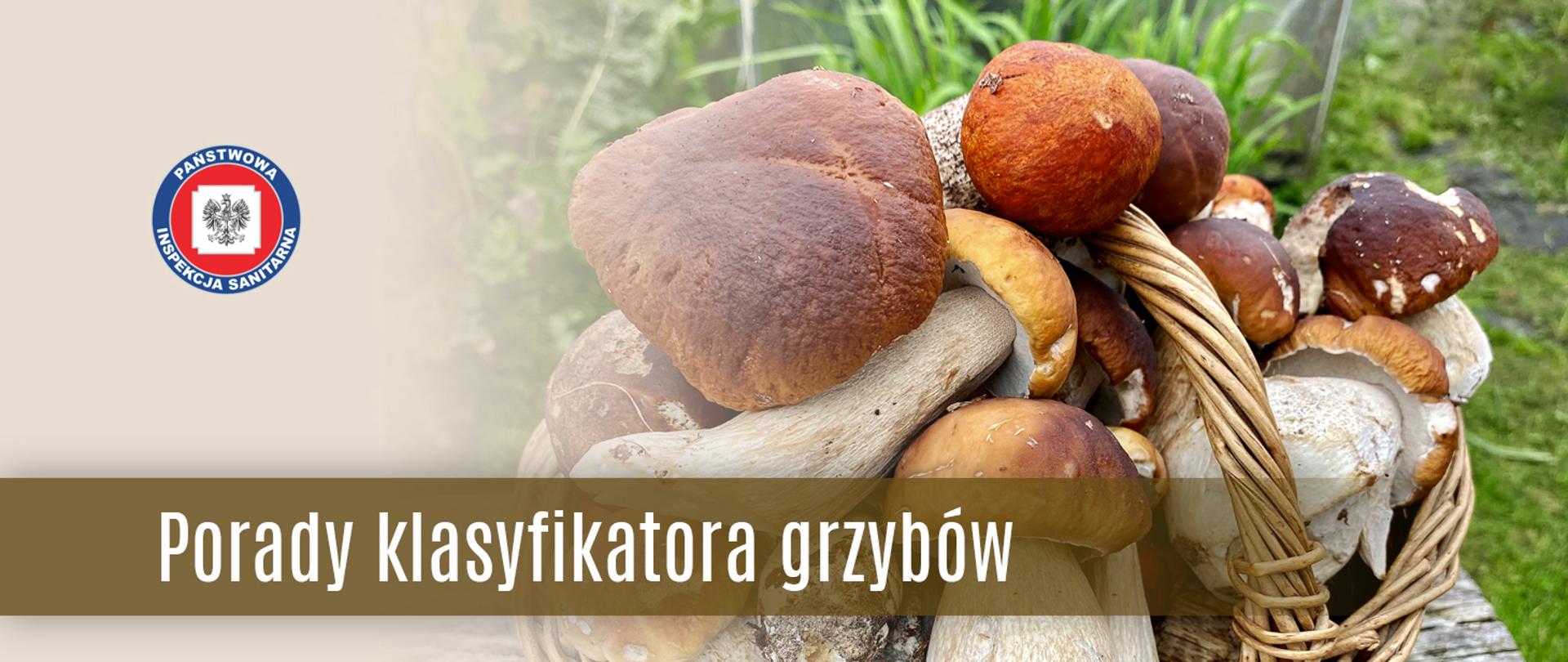 Porady klasyfikatora grzybów