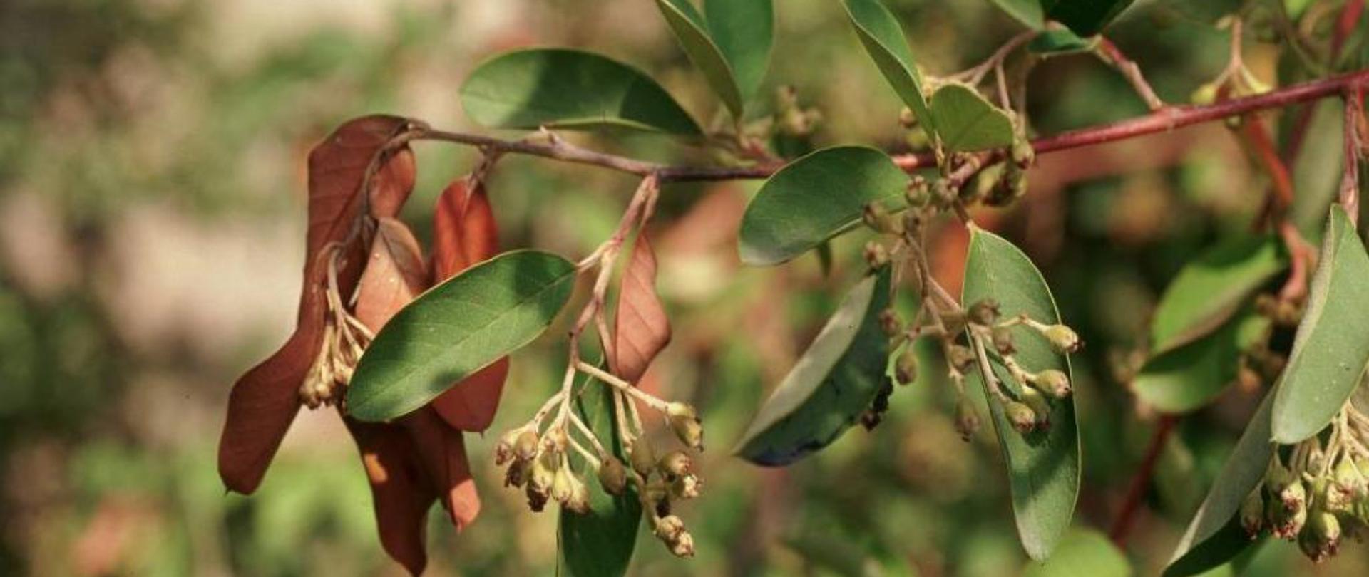 Na zdjęciu na pierwszym planie widoczna jest gałąź z małymi o owocami i liśćmi. Część liści jest zdrowa, zielona, kilka z nich jest zeschniętych, w kolorze brązowym.