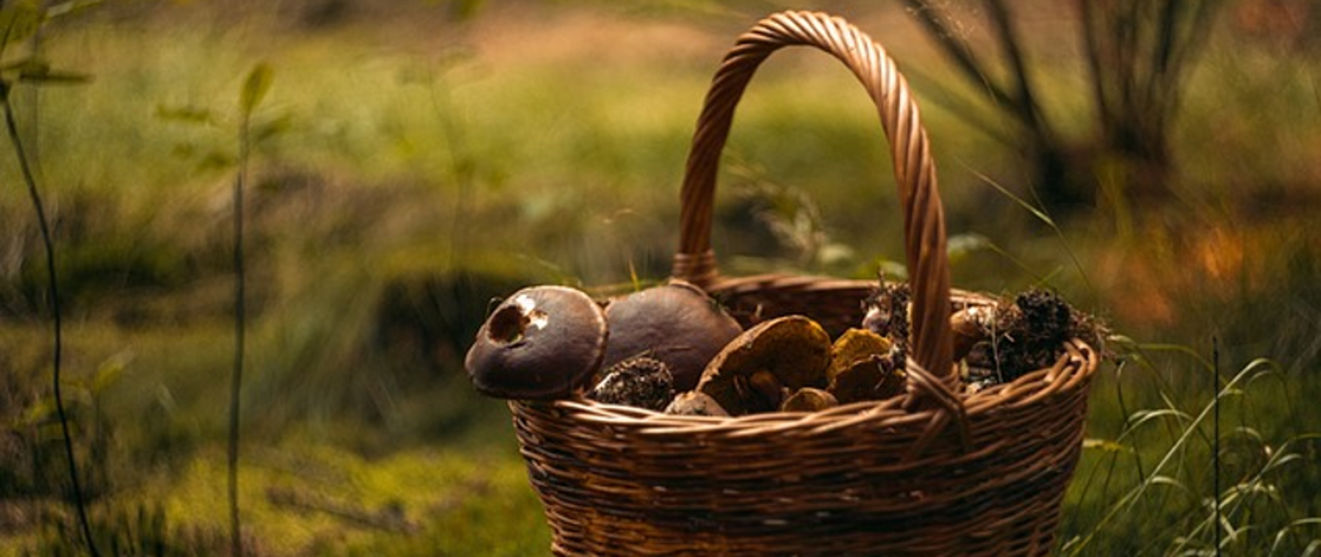 latozsanepidem GRZYBY