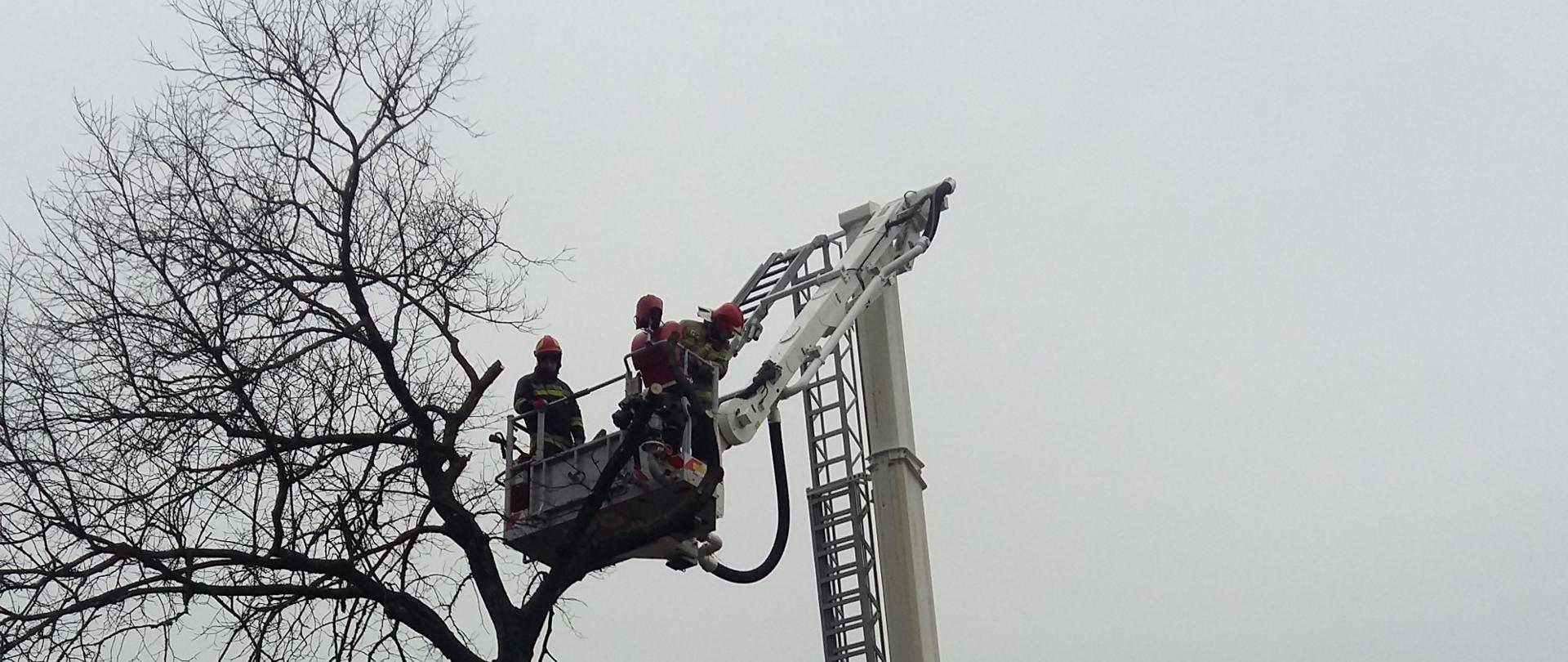 Nadłamane konary drzew nad drogą wojewódzką 768 w miejscowości Topola, powiat kazimierski.