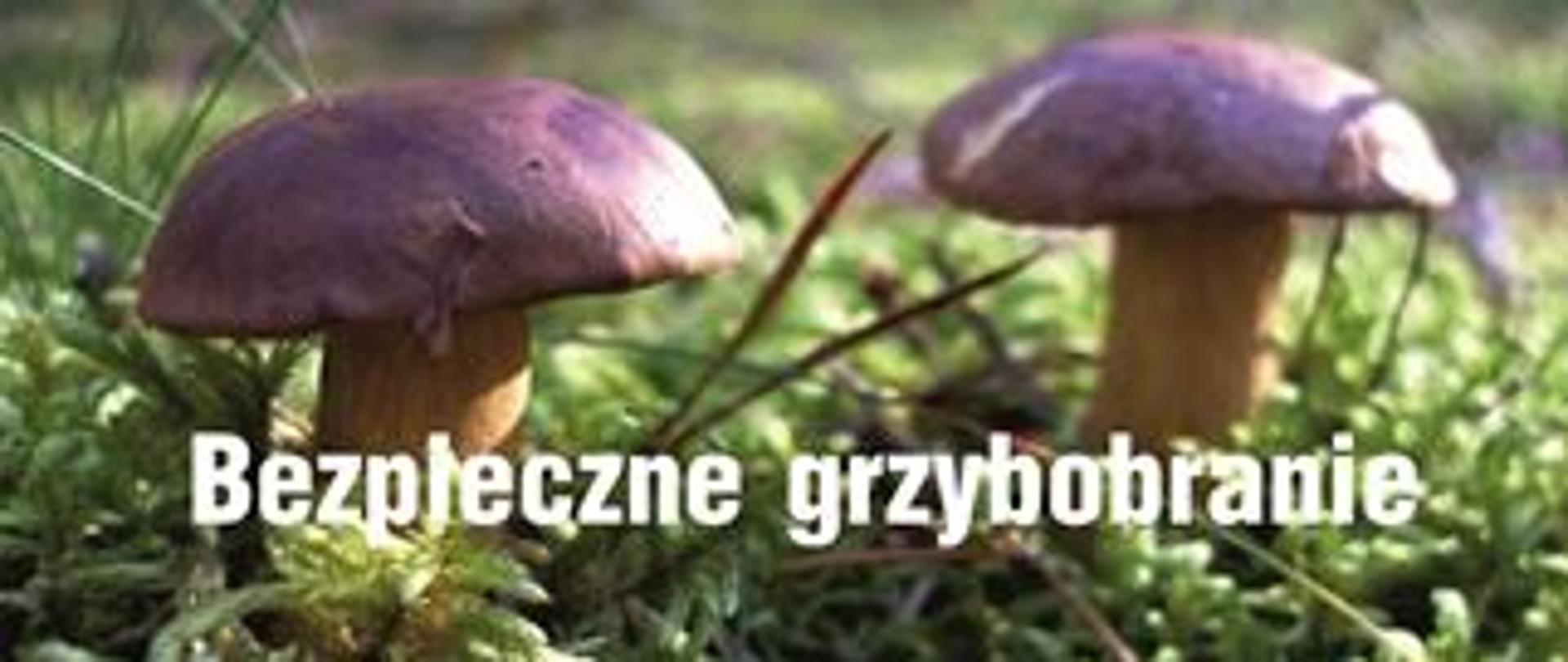baner informacyjny na na temat grzybobrania