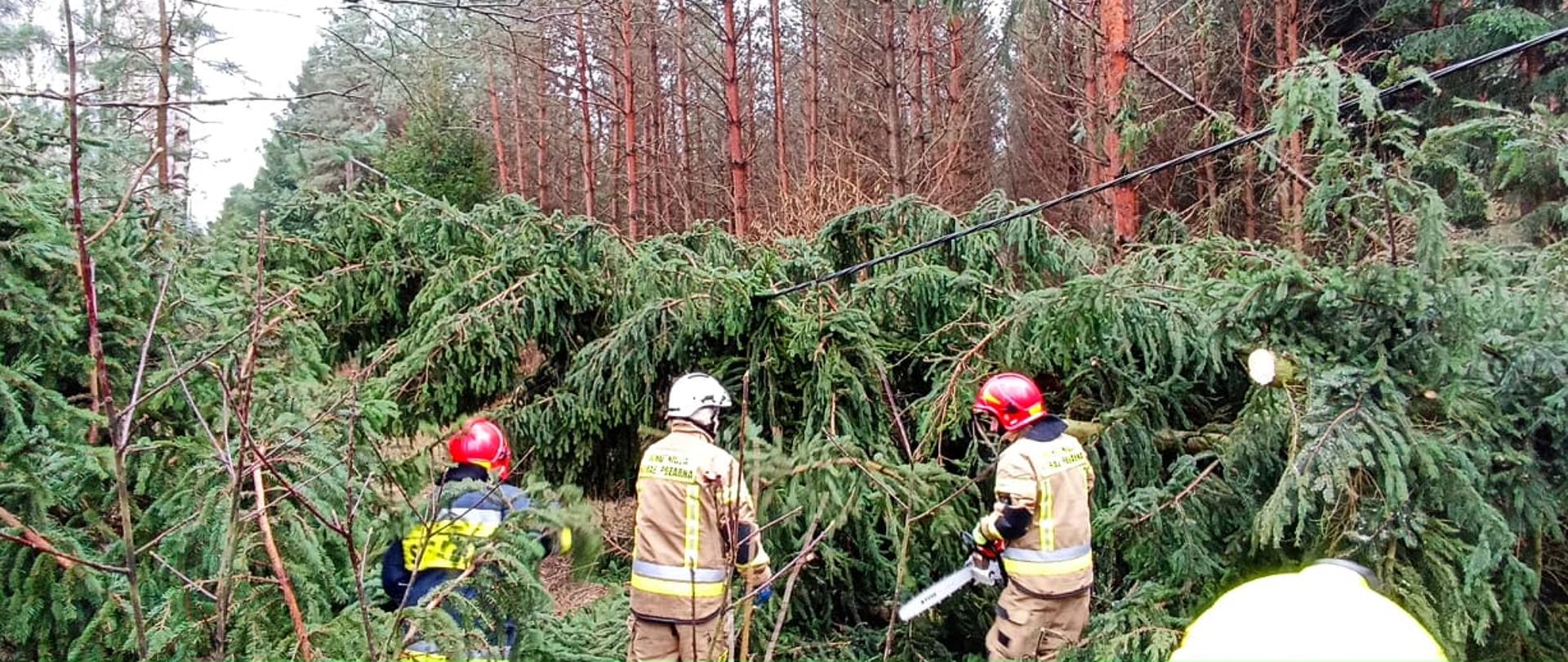 Usuwanie powalonych drzew