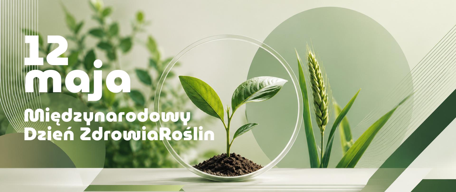 na grafice widoczne rośliny - jedna sadzonka z 3 listkami i bryłką brązowej ziemi ujęta w kółku, co świadczy o opiece. Całość w kolorystyce jasno i ciemnozielonej, do motywów liści dodane elementy graficzne geometryczne.