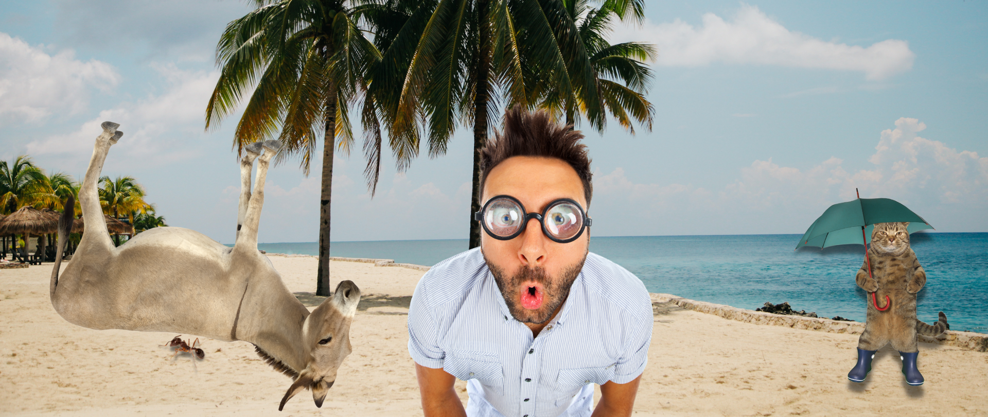 Kolaż zdjęć, będący wprost ilustracją z wiersza Jana Brzechwy "Na wyspach Bergamutach: Na wyspach Bergamutach
Podobno jest kot w butach,
Widziano także osła,
Którego mrówka niosła