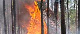 Pożar domku letniskowego i poszycia leśnego w Skoczkowie