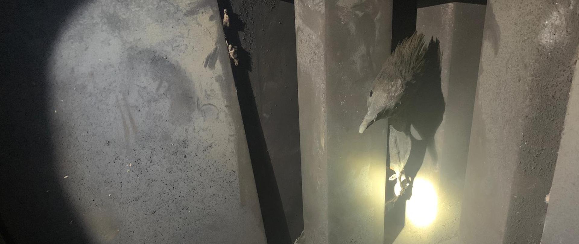 Na zdjęciu widzimy wnętrze kominka w budynku mieszkalnym, w którym znajduje się ptak. 