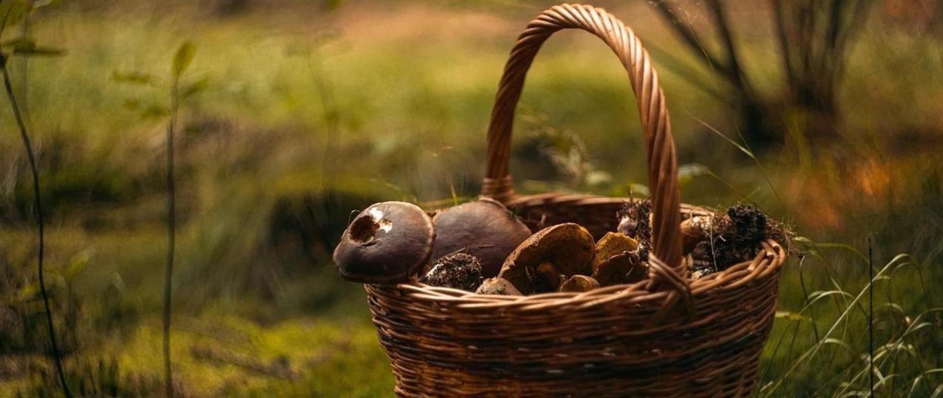 Na grafice widzimy wiklinowy kosz z grzybami na tle zielonej łąki. 