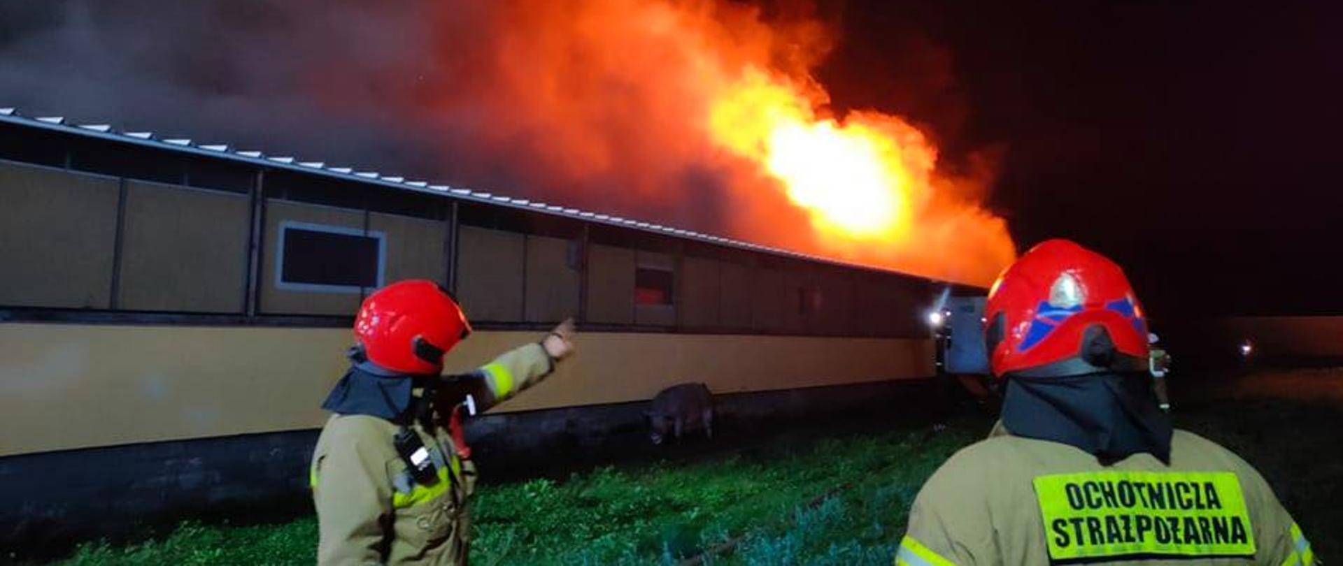 Zdjęcie przedstawia: Dwóch strażaków którzy wskazują miejsce w którym widać ogień wydobywający się z dachu. Pożar chlewni. W oddali dym wydobywający się z dachu budynku. 