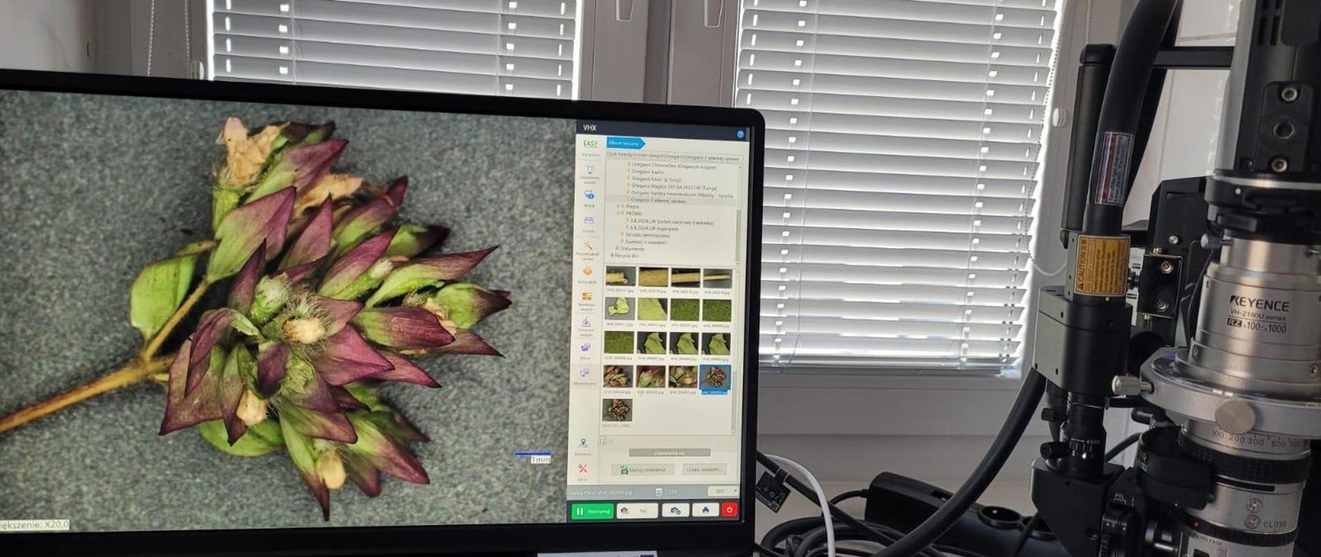 na zdjęciu roślina oregano 