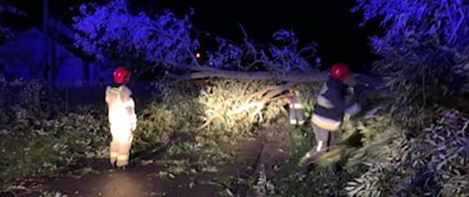 Strażacy usuwają drzewo powalone w poprzek drogi.