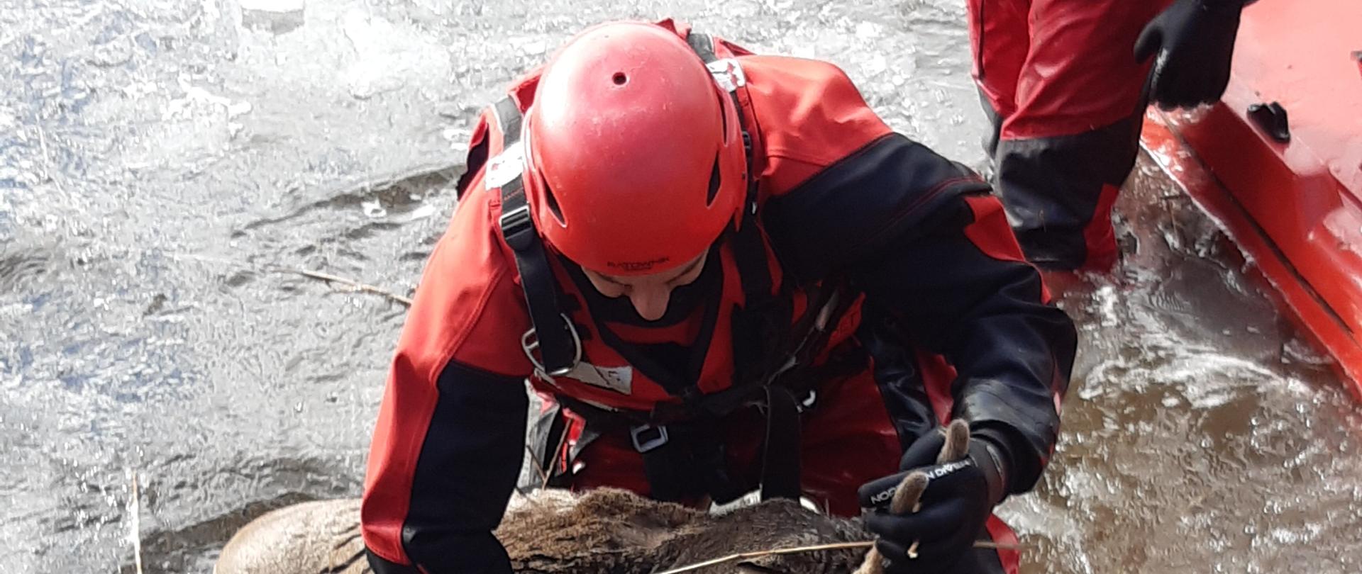 Inowrocławscy strażacy uratowali młodego koziołka