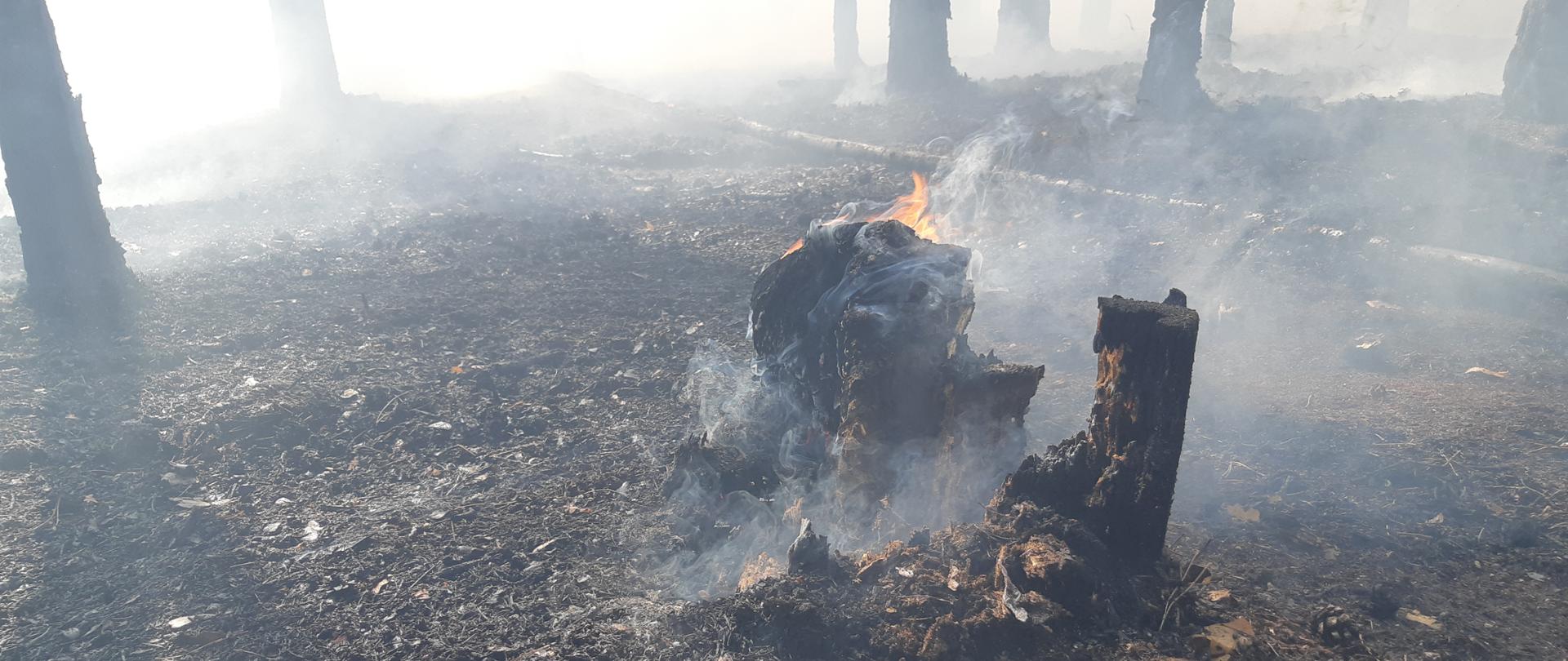 Zdjęcie przedstawia dopalający się pień drzewa podczas pożaru lasu