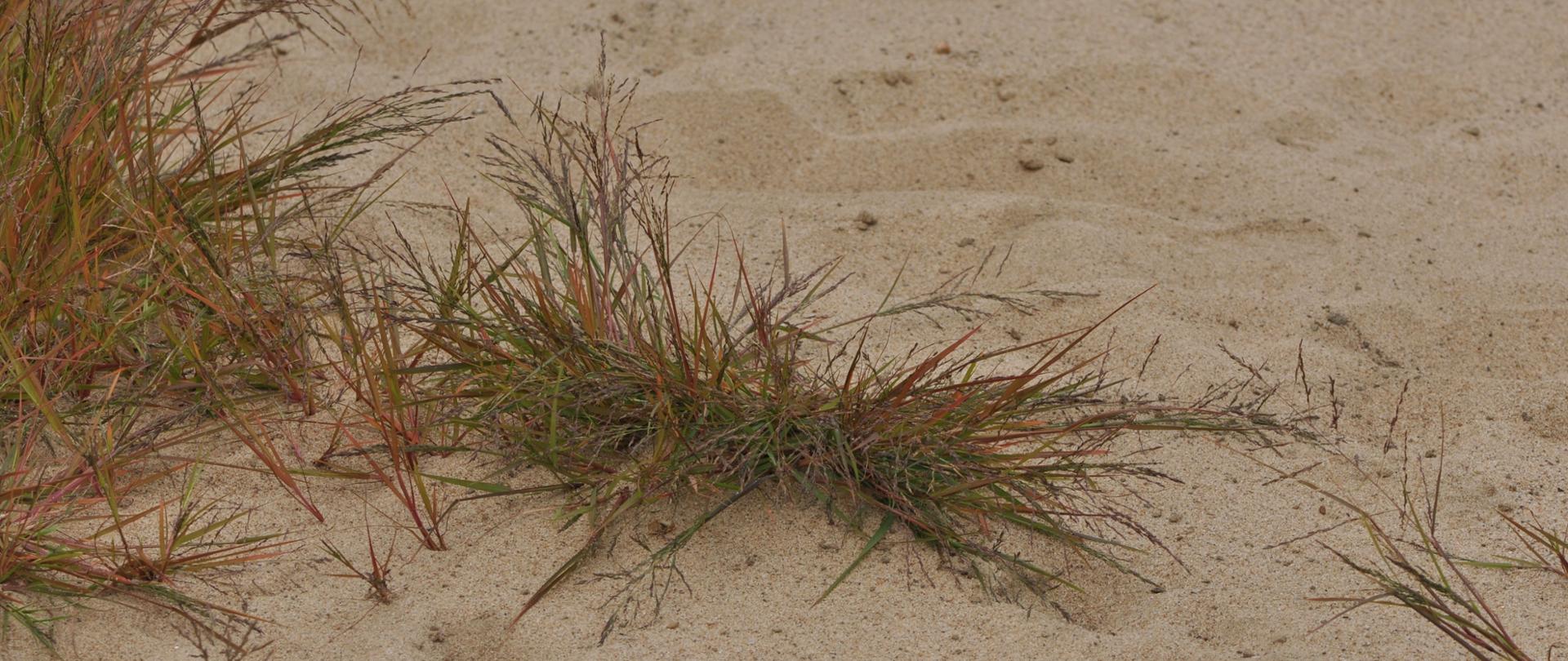 Na zdjęciu wyrastająca z piachu pojedyncza kępa miłki połabskiej.