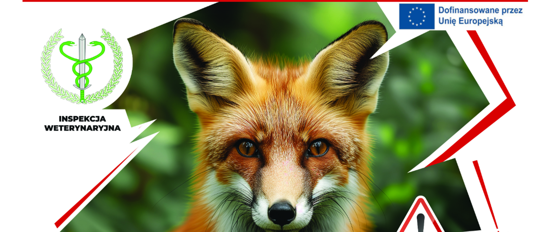 szczepienia-lisow-przeciwko-wsciekliznie-10-17-pazdziernika-2025r