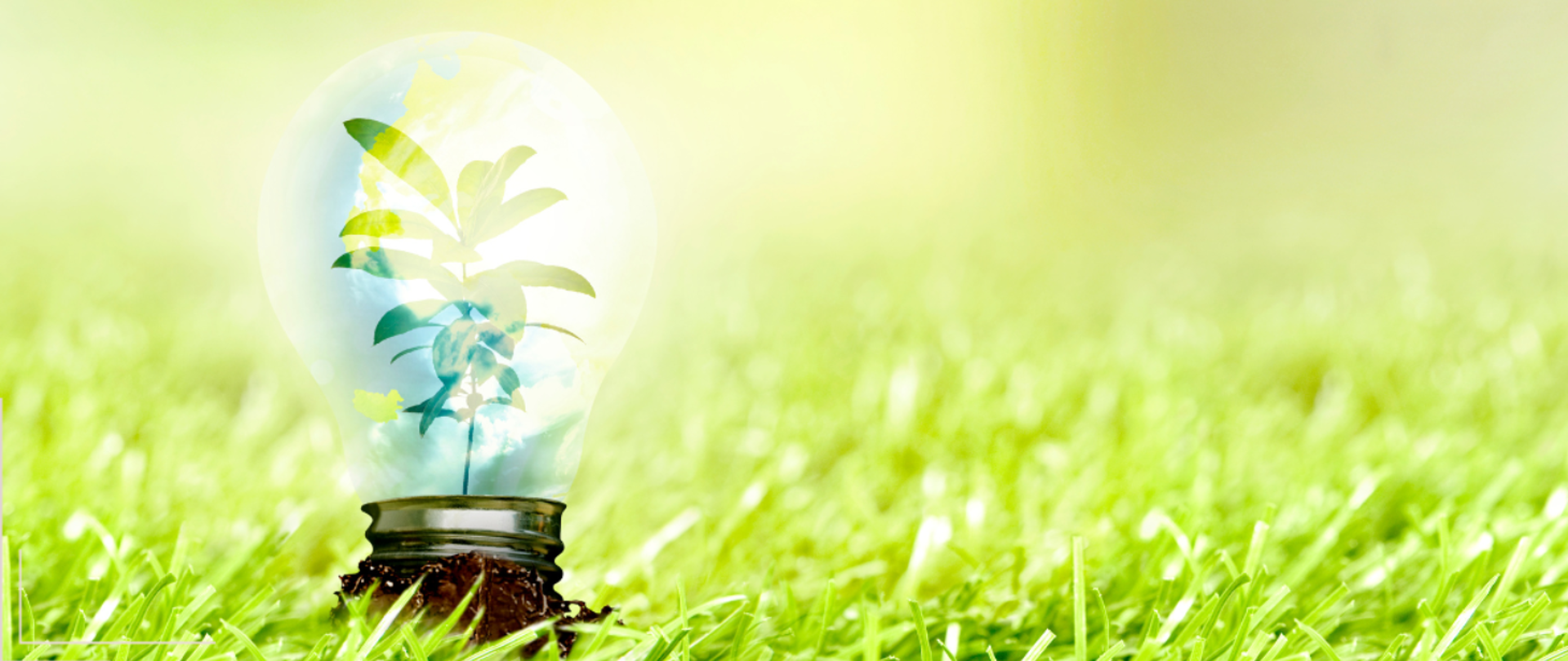 na zdjęciu widnieje żarówka, w której znajduje się kwitnąca roślina. 